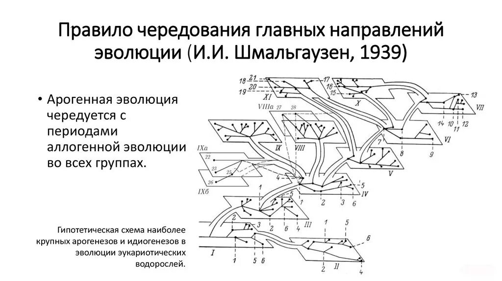 Направление эволюции северцов. Основные направления эволюции Северцов. Правило чередования главных направлений эволюции закон а.н Северцова. Правило чередования главных направлений эволюции. Шмальгаузен о направлениях эволюции.