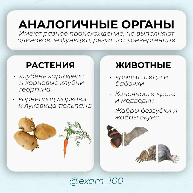 Гомологичные и аналогичные органы растений. Гомологичные и аналогичные органы растений
