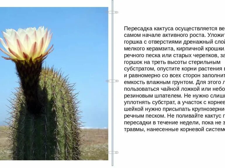 Сообщение о кактусе