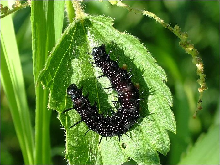Бабочка сатурния павлиноглазка. Гусеницы павлиньего. Гусеницы павлиньего. Гусеница бабочки павлиний глаз. Гусеницы павлиньего.