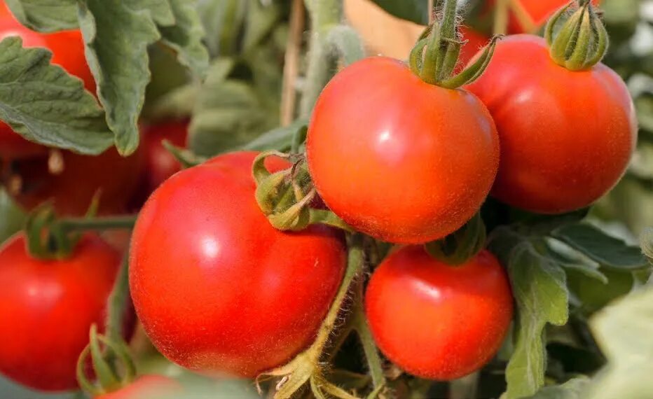 томат пушистик розовый f1. томат пушистик розовый f1.