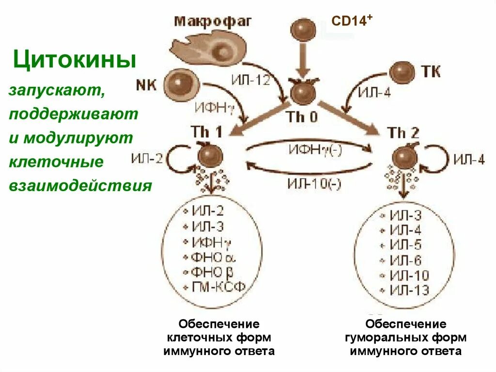 . Формы иммунного ответа. Гуморальный и клеточный иммунный ответ. Цитокины клеточного иммунного ответа. . Формы иммунного ответа. Клеточный иммунный ответ.. Роль цитокинов в иммунном ответе.