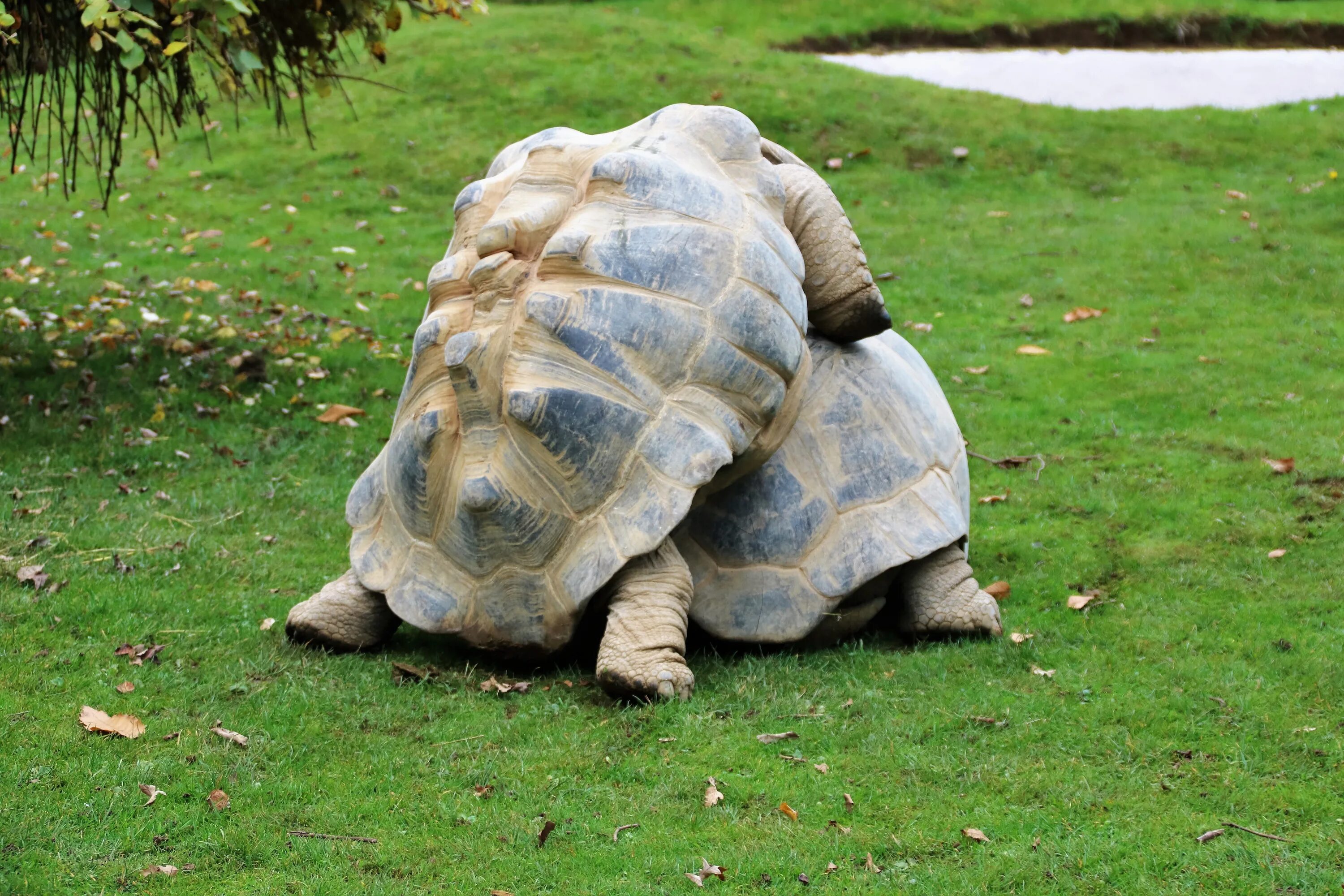 Turtle random это модули
