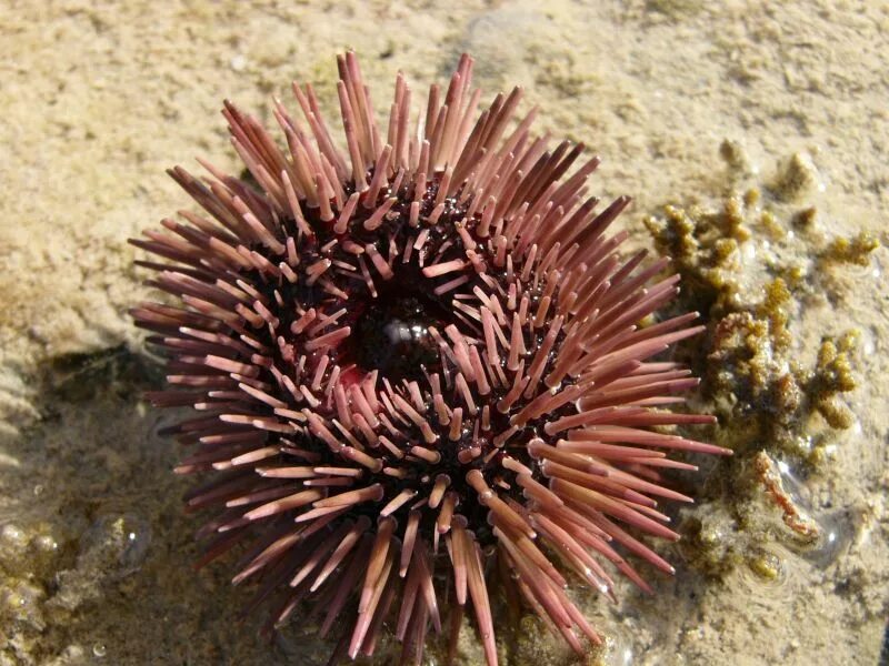 Иглокожие морской еж. Морской еж скелет. Морской еж название. Иглокожие морской еж. Морской еж хургада.