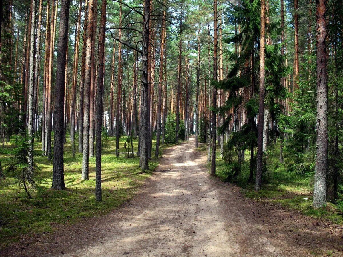 Сосняк вейниковый. Сосны до небес. Сосны до небес. Петровск лесопарк сосновый бор зима. Места с сосновым лесом.