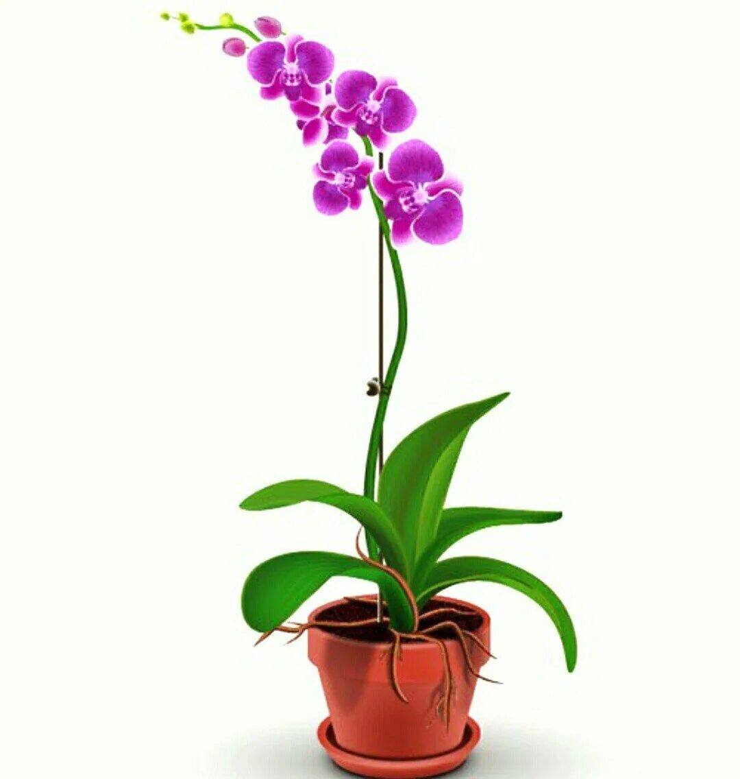 Горшки для орхидей прозрачные. Орхидея фаленопсис phalaenopsis каттлея. Фаленопсис мини микс. Орхидея фаленопсис мини. Орхидея фаленопсис корни.