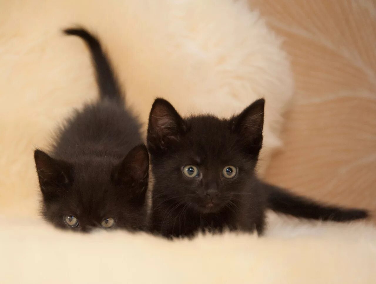 Черный котенок. Черненький котенок. Черный и серый котенок. Два черных котенка. Какие черные котята есть