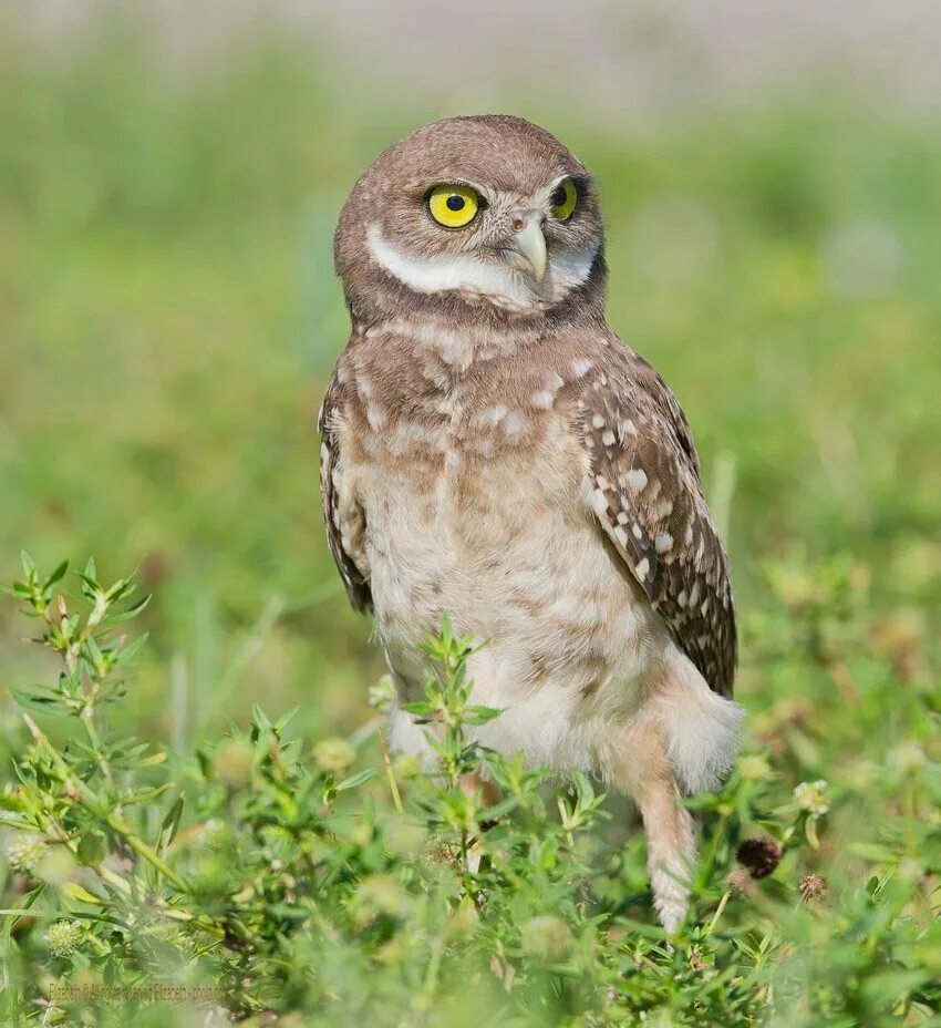 Воробьиный сыч (glaucidium passerinum l. Сычи сыч как правильно. Сычи сыч как правильно. Сычи сыч как правильно. ),.