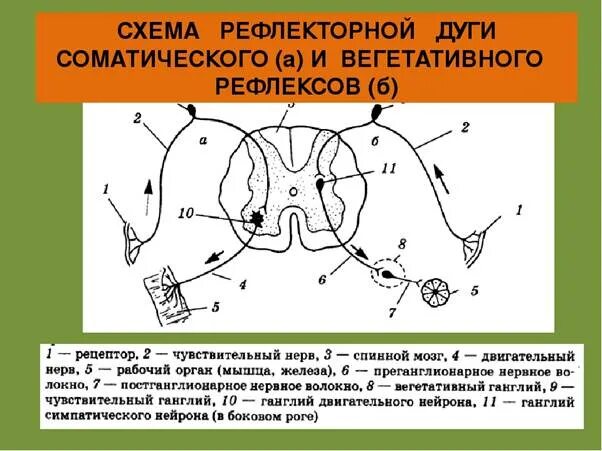 Двигательный вегетативный нейрон. Схема трехнейронной рефлекторной дуги двигательного рефлекса. Вегетативная рефлекторная дуга схема. Схема рефлекторной дуги вегетативного рефлекса. Рефлекторная дуга вегетативного рефлекса.