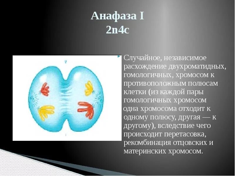 Расхождение двухроматидных хромосом. Анафаза мейоза 2. Гомологичных хромосом в анафазе 1 мейоза. Расхождение двухроматидных хромосом к полюсам клетки.