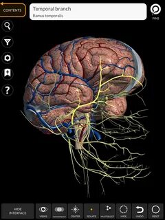 Anatomy learning 3d атлас