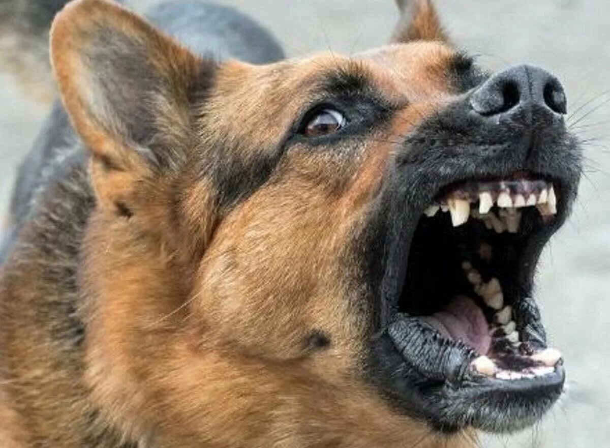 Укусила бездомная собака. Агрессивные бездомные собаки. Укусила бездомная собака. Укусила бездомная собака. Агрессивная собака.