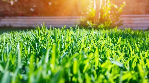 Go grass