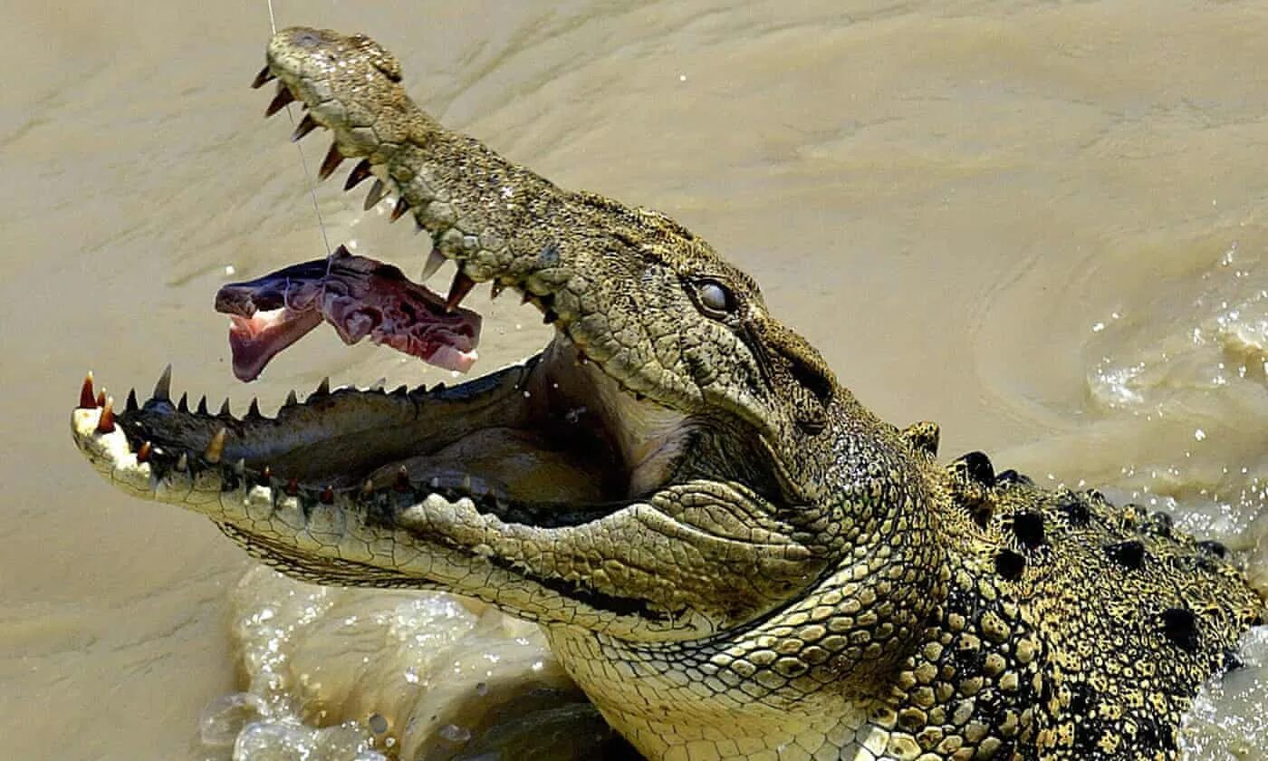 Закройте пасть. Гребнистый крокодил. Нильский и гребнистый крокодил. Нильский крокодил и Аллигатор. Гребнистый крокодил в Австралии.