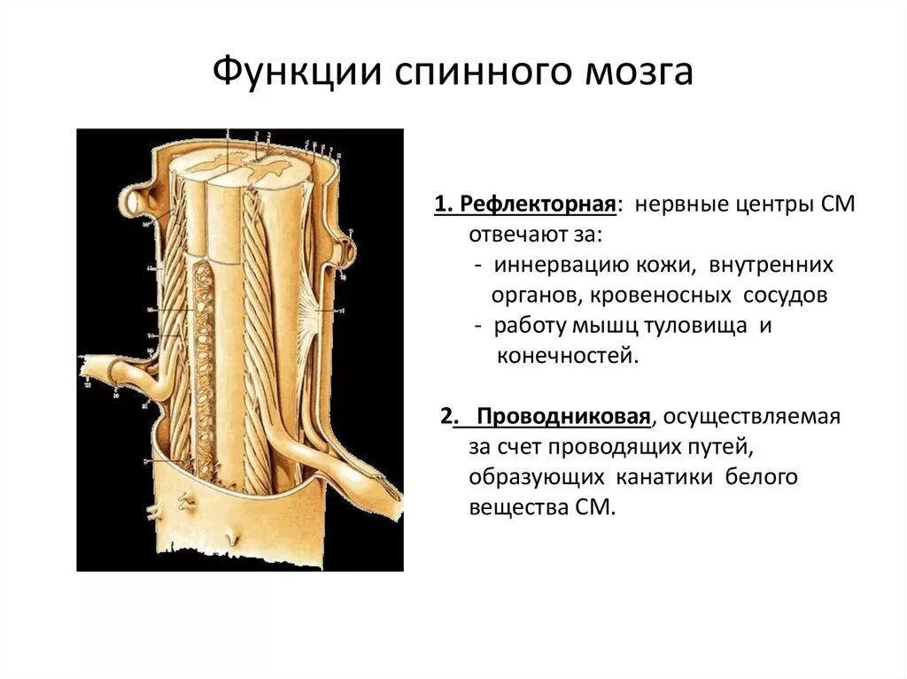 Функции спинного мозга. Какие функции выполняет спинной мозг. Спинной мозг презентация 8 класс биология. Спинной мозг выполняет функции. Какие 2 функции выполняет спинной мозг