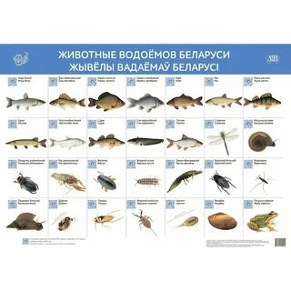 Назовите животных обитающих в воде