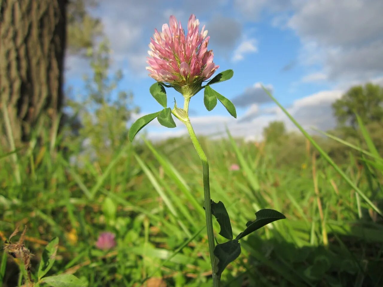 Клевер сайт. Красный Клевер Trifolium pratense. Клевер Луговой - Trifolium pratense l. Клевер полевой Пашенный. Клевер Витязь Луговой.