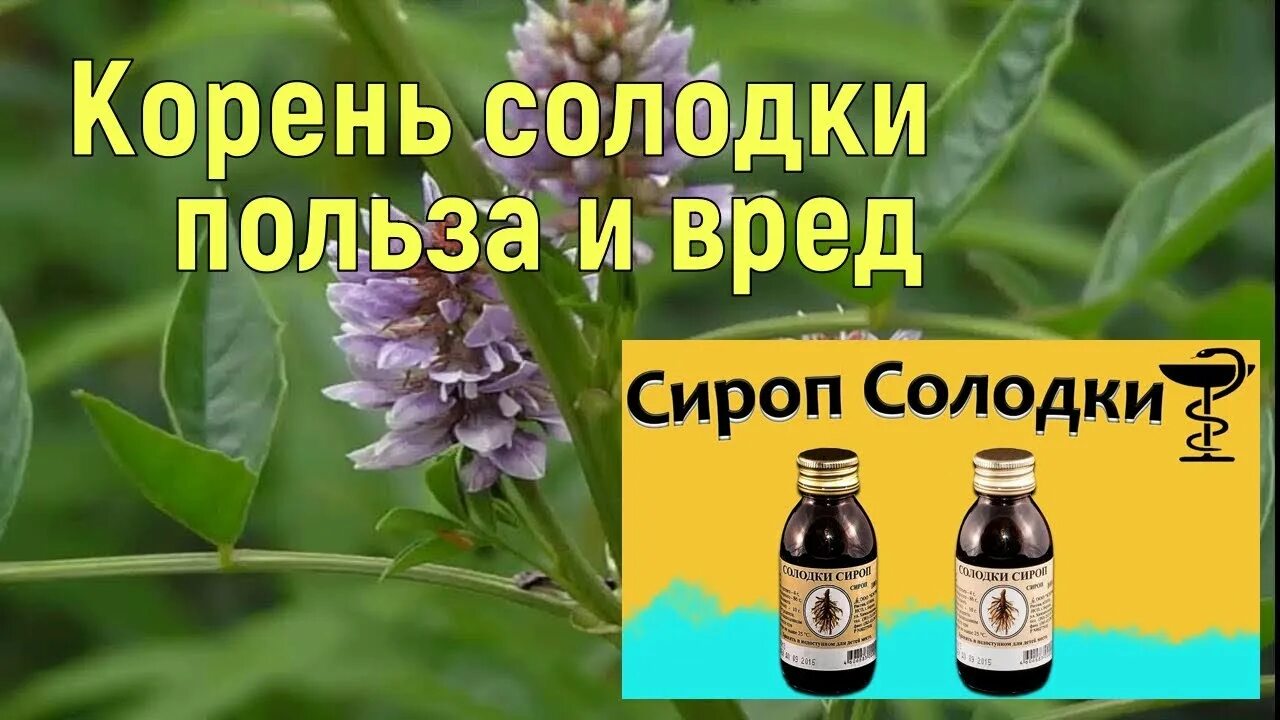 Солодка давление. Солодка. Солодка корень. Корень солодки НСП. Корень солодки польза и вред.