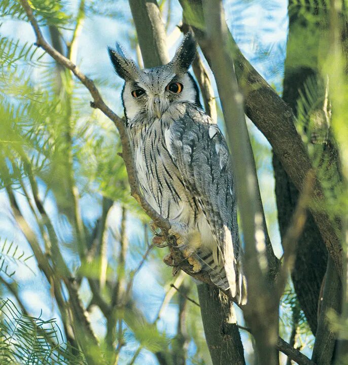 Лесная птица кричащая вместо лешего 5 букв. Срисовки леший славянская мифология. Дед лесовик славянская мифология. Лесная птица кричащая вместо лешего 5 букв. Карелия парк леший.