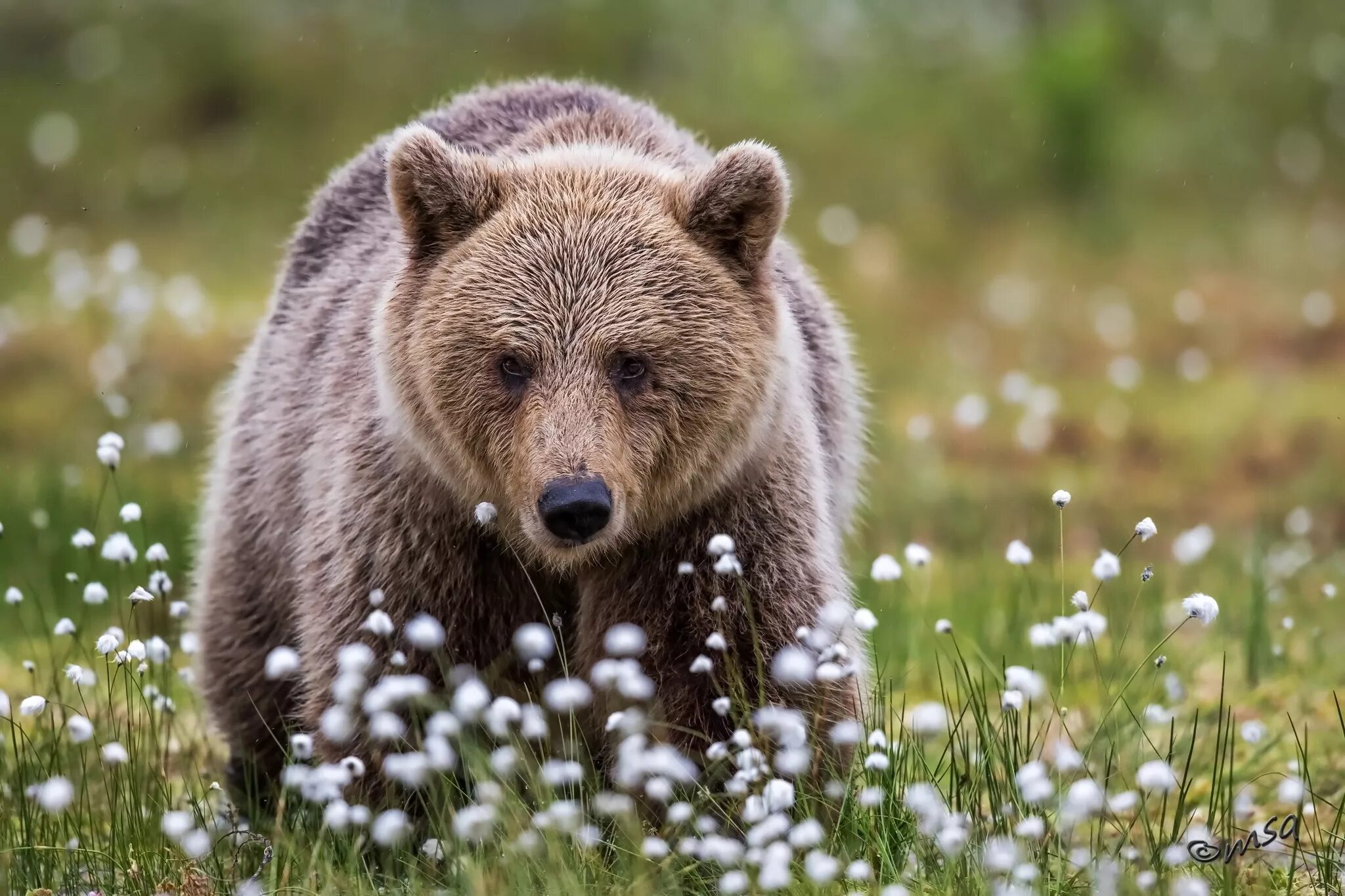 Картинка медведь. Бурый медведь обыкновенный.. Степной бурый медведь. Красивый медведь. Медведь в природе.