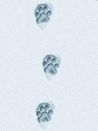 Следы котенка на снегу. Отпечатки кошачьих лап на снегу. Следы кошачьих лапок на снегу. Кошачьи лапки на снегу. Лапка на снегу