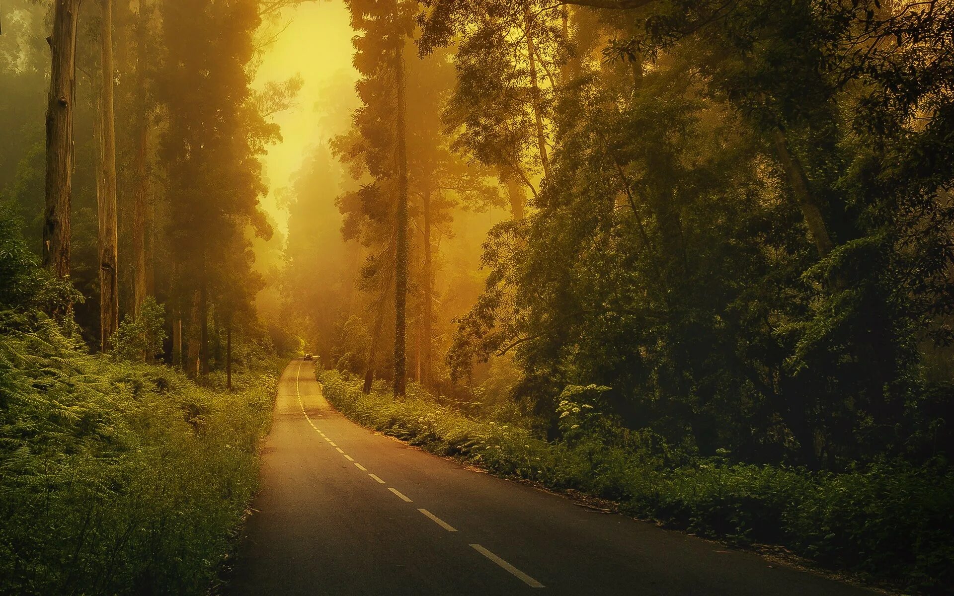 Дорога полная света. Дорога в лесу. Лесная дорога. Пейзаж лес. Природа лес дорога.