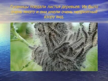 Съел лист