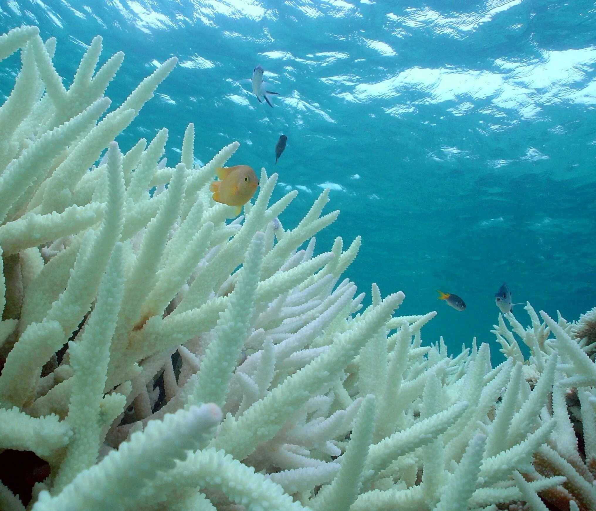 Coral вода. Коралл Санго. Белый коралл Санго. Остров Окинава кораллы. Коралл Санго остров Окинава.