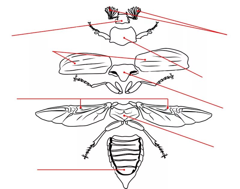 Строение насекомого майского жука. Расчлененный Майский Жук строение. Строение майского жука. Строение тела насекомых. Внешнее строение тела насекомого.