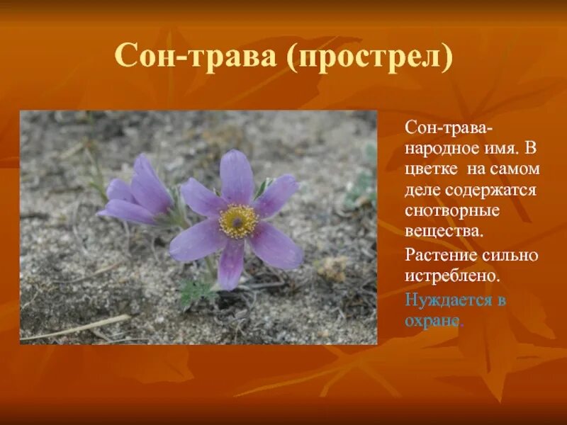 Про сон травы. Про сон травы