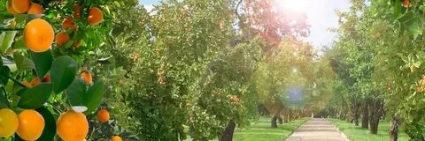 Расположиться прикоснуться далекий мандариновый омрачать