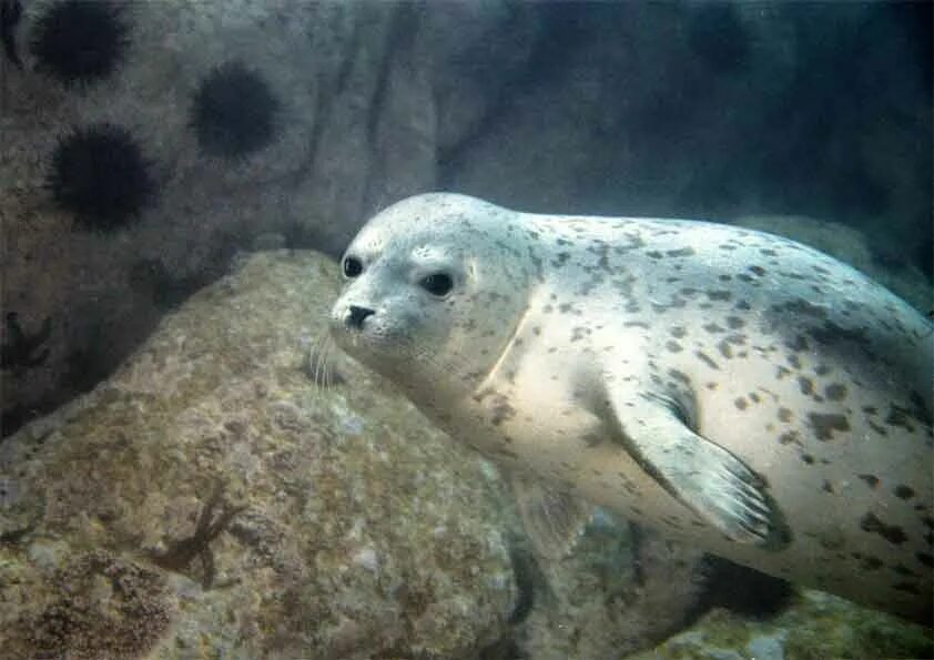 скандинавский кроссворд. сканворды в кафе распечатать. насекомое на букву и 7 букв сканворд. сканворды. загадка про тюленя для детей.
