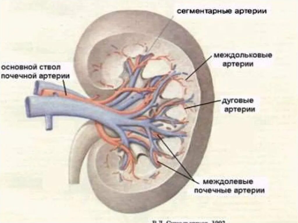 Извитой ход почечной артерии. Нижнеполярная почечная артерия. Сегментарные ветви почечной артерии. Междольковые артерии почки. Артерия и вена почки