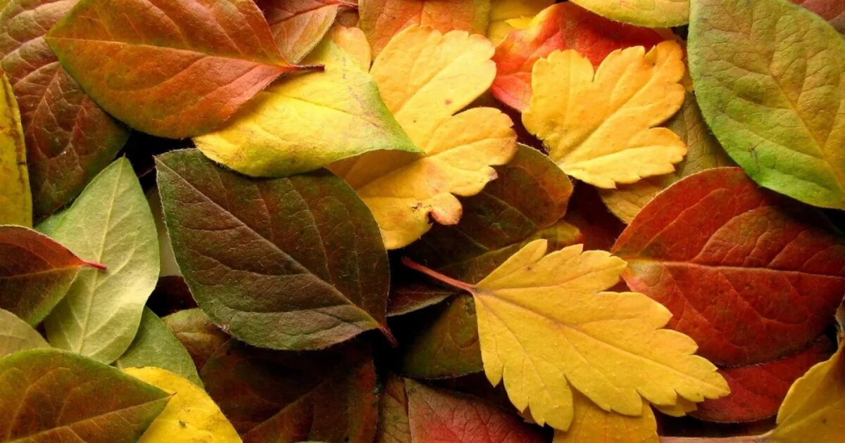 Őszi levelek a díszítés iskolai tábla vagy egy óvodai csoportban, a szeptember 1
