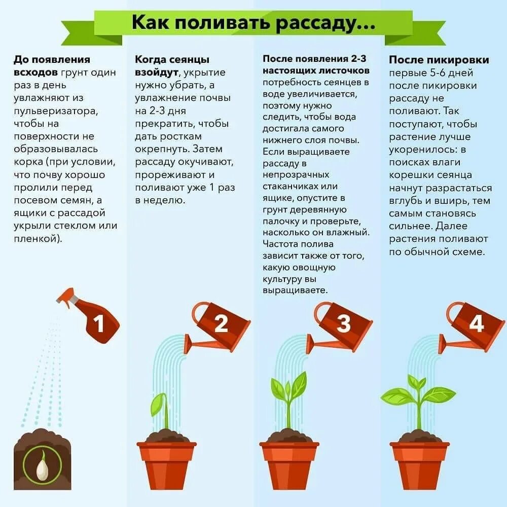 Сколько раз надо поливать рассаду. Поливать рассаду. Рассада и комнатные цветы. Для полива рассады. Сколько раз поливать рассаду.