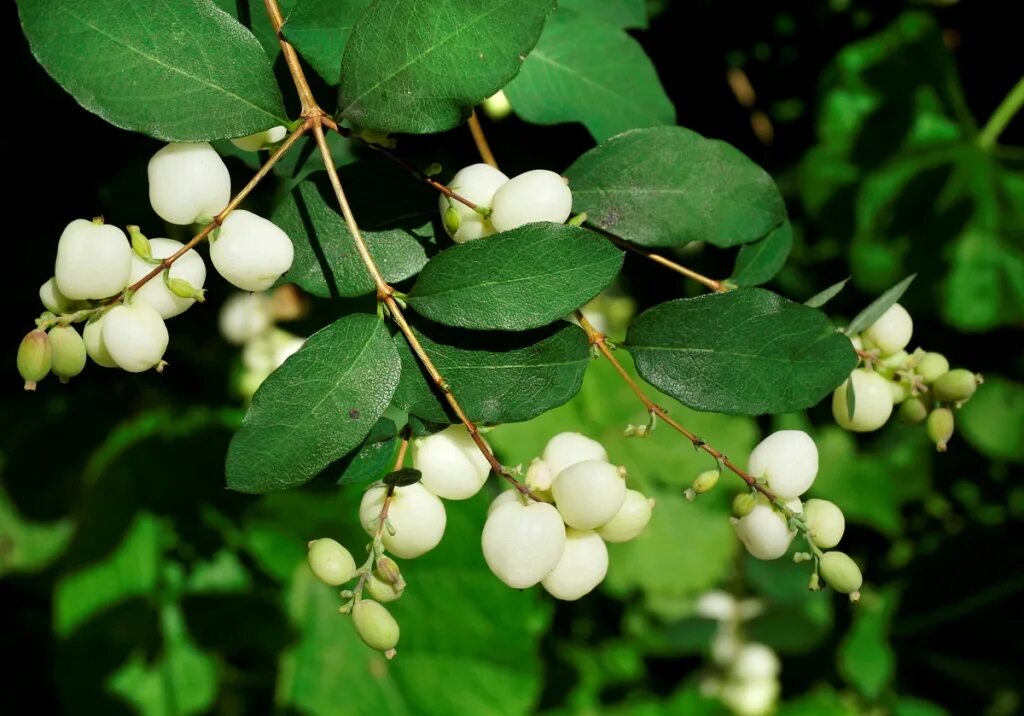 снежноягодник доренбоза. снежноягодник кустарник описание. снежноягодник доренбоза white hedge. снежноягодник берри. снежноягодник белый symphoricarpos albus.