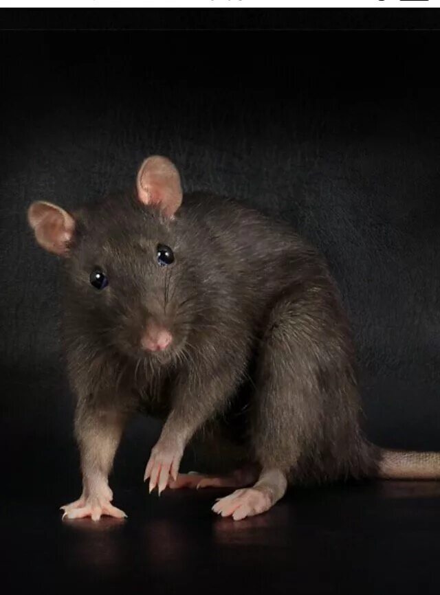 Сонник черных крысы. Крыса Дамбо черная. Разноцветные крысы. Декоративные крысы. Крупная мышь.