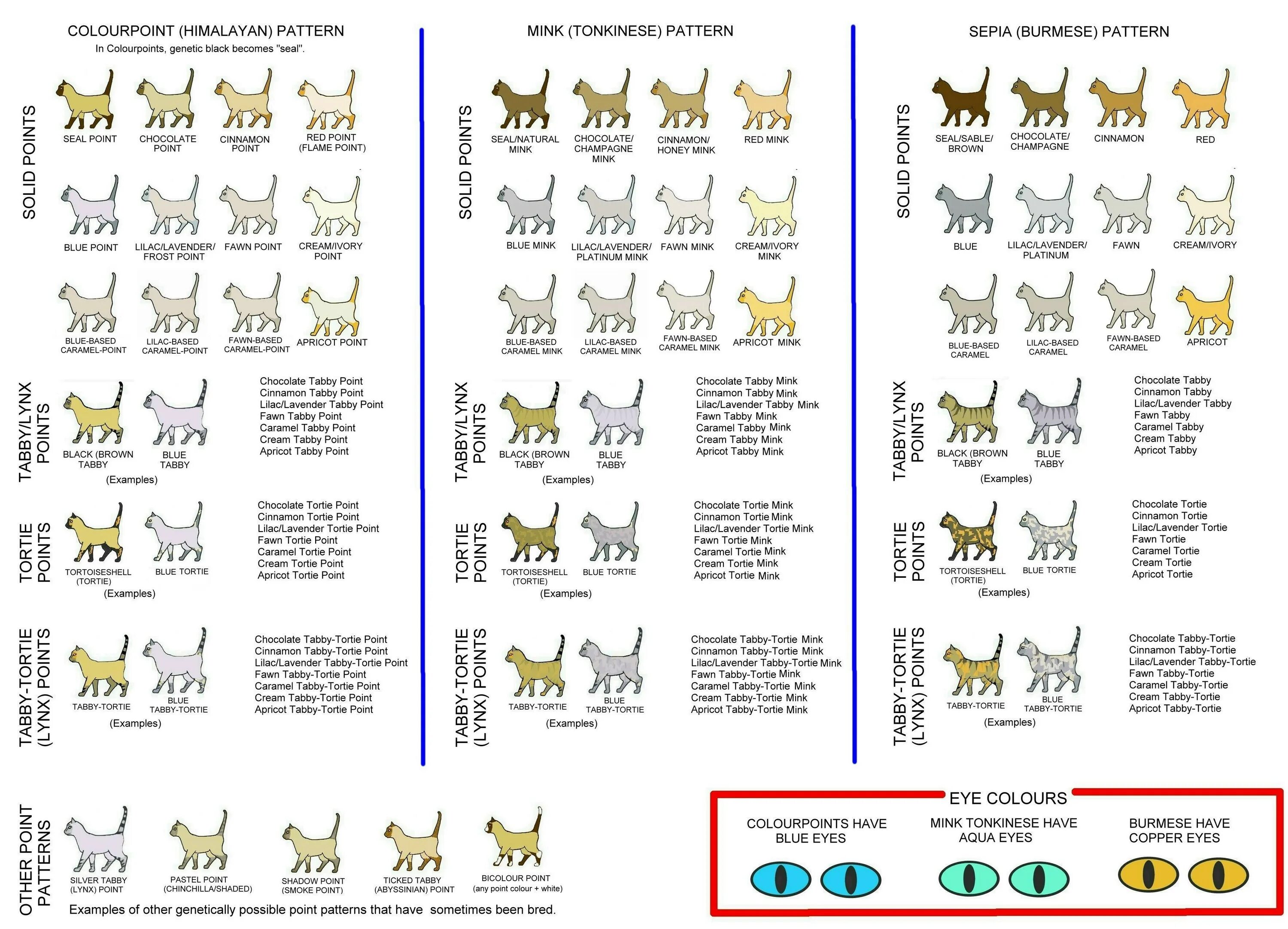 Окрас у кошек табби таблица окрасов. Окрасы британских кошек таблица обозначений. Виды табби окрасов шотландских кошек. Таблица генетики окрасов шотландских кошек. Типы окрасов кошек