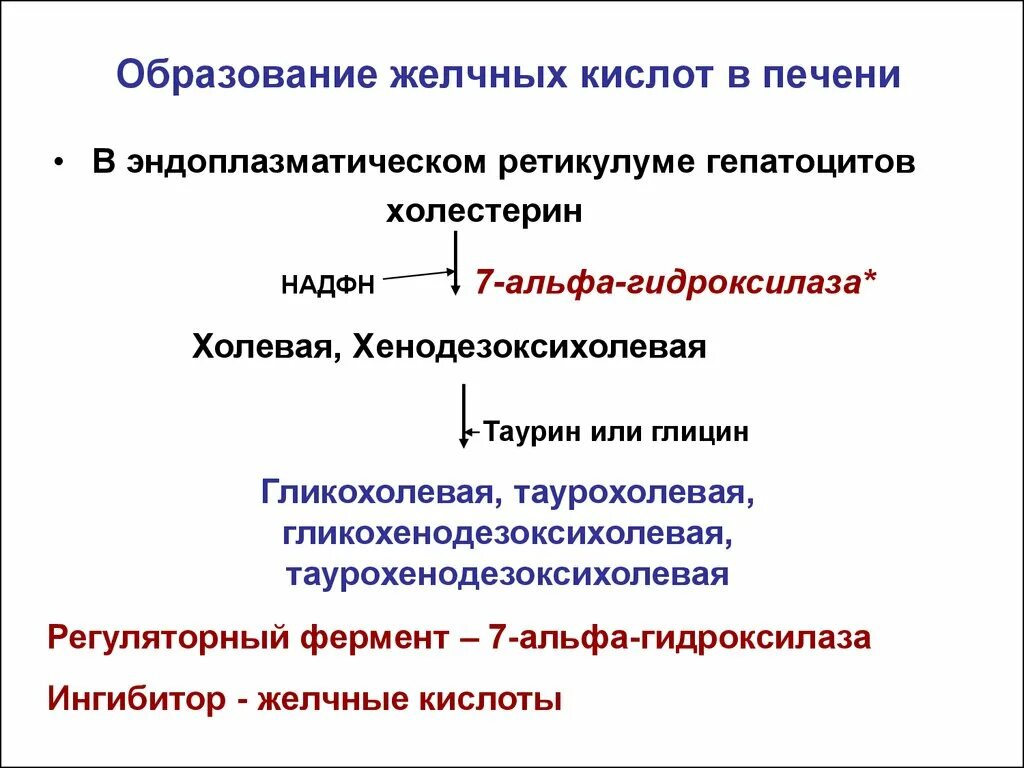 7 Альфа гидроксилаза холестерола. 7 Альфа гидроксилаза регуляция. Синтез желчных кислот 7 гидроксилаза. Образование желчных кислот. Желчные кислоты печени