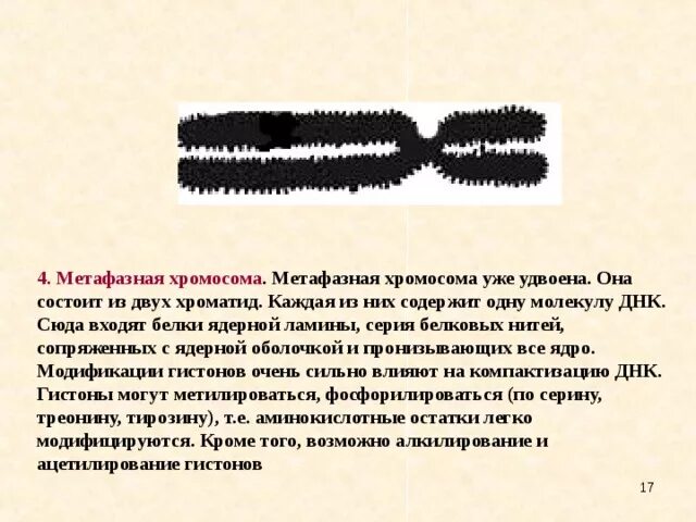 Сколько молекул днк содержится в хромосоме. Сколько молекул днк содержится в хромосоме