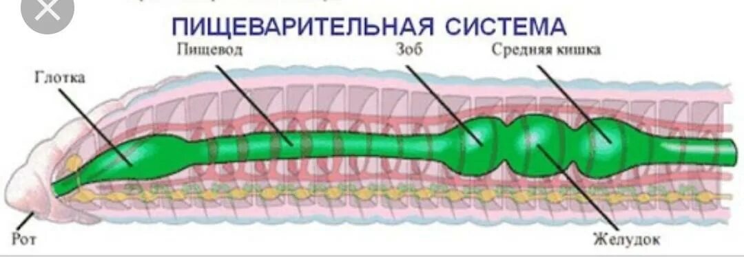 Пищевод зоб. Кольчатые черви пищеварительная система. Строение пищеварительной системы кольчатых червей. Пищеварительная система кольчецов. Тип пищеварительной системы у кольчатых червей.