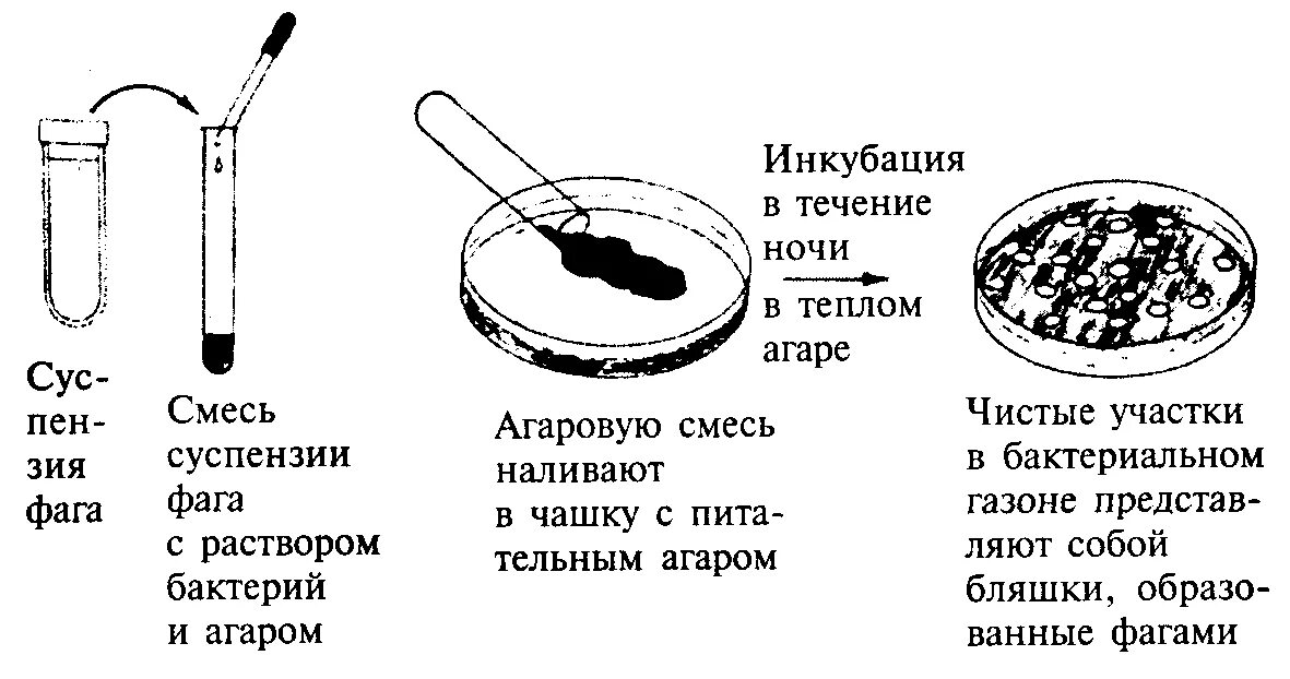 Фаготипирование бактерий микробиология. Метод отто микробиология. Обнаружение бактериофага в жидкой питательной среде. Титрование фага по грациа. Выделение бактериофага.