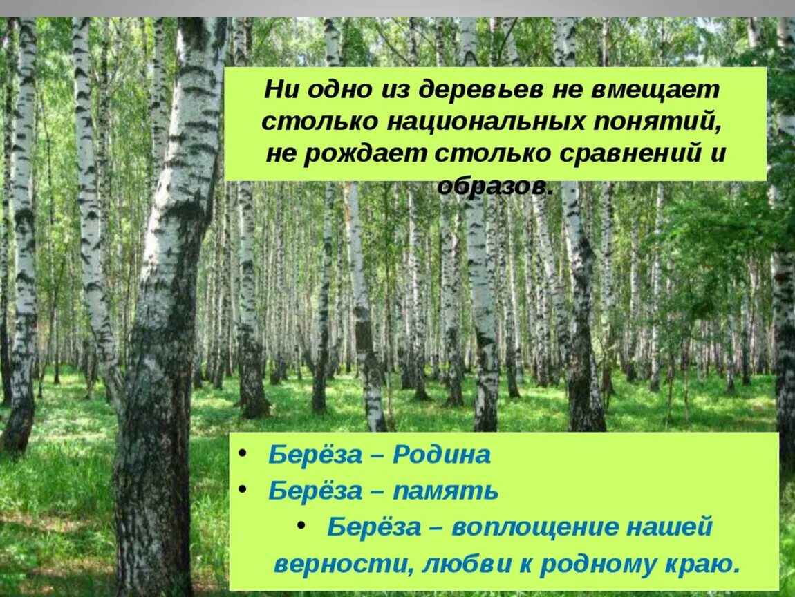 Дерево береза ни одно из деревьев. Проектная работа про березу. деревья нашей родины. символ россии дерево береза. дерево символ нашей родины.