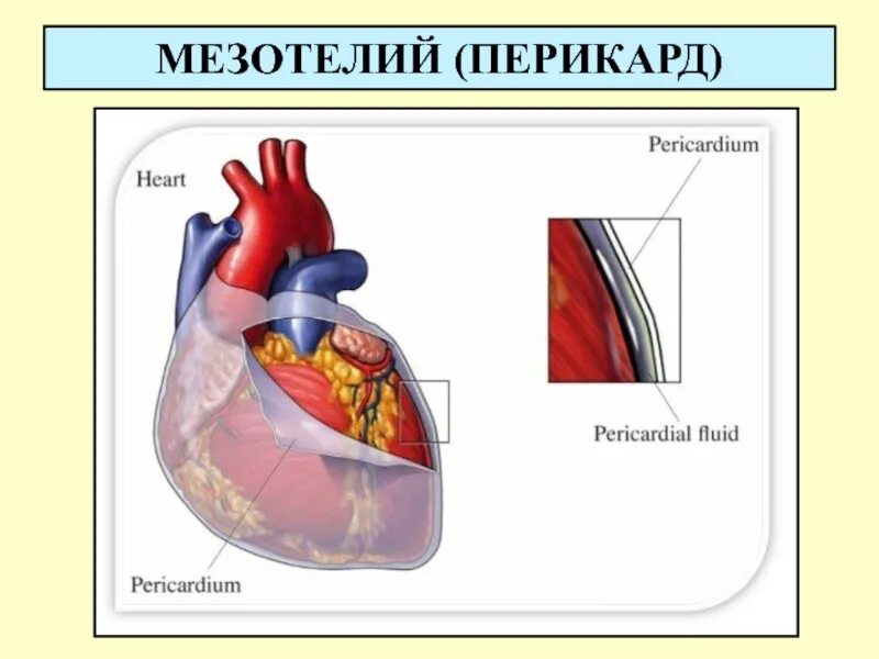 Строение перикарда сердца. Перикард (околосердечная сумка). Перикард серозная оболочка. Строение околосердечной сумки. Сердце анатомия строение околосердечная сумка.