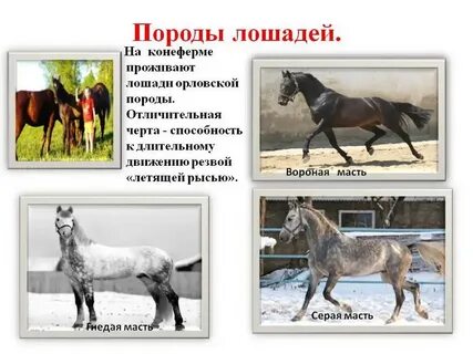 Различные породы лошадей это