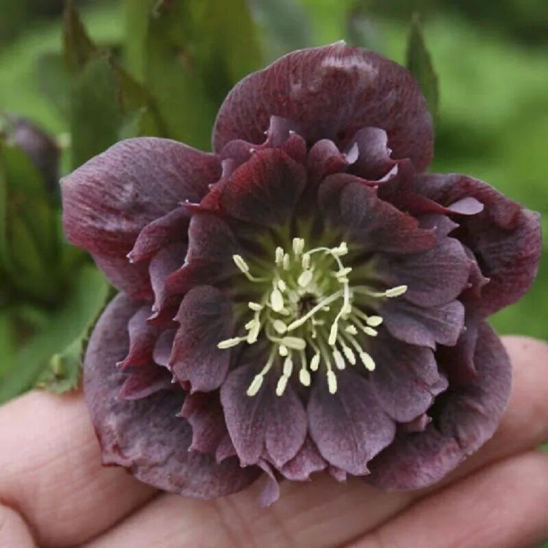 Морозник дабл. Морозник orientalis ’double ellen purple’. морозник восточный double ellen purple. морозник восточный helleborus orientalis double ellen purple. морозник double ellen red.