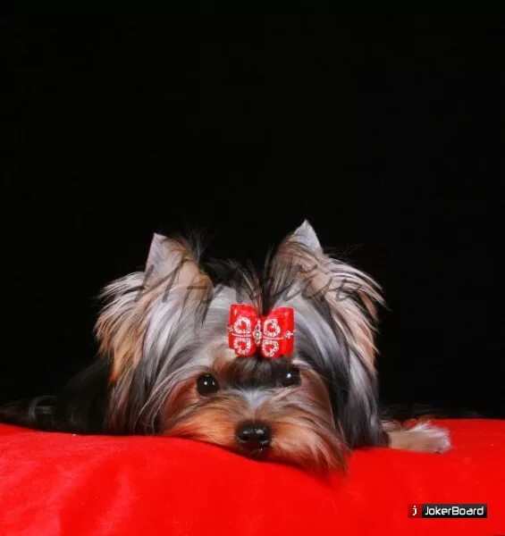 йоркширский терьер кавказец. московские питомники йоркширских терьеров. роял бутик питомник йоркширских терьеров. приют йоркширских терьеров. питомник йоркширских терьеров paris style.