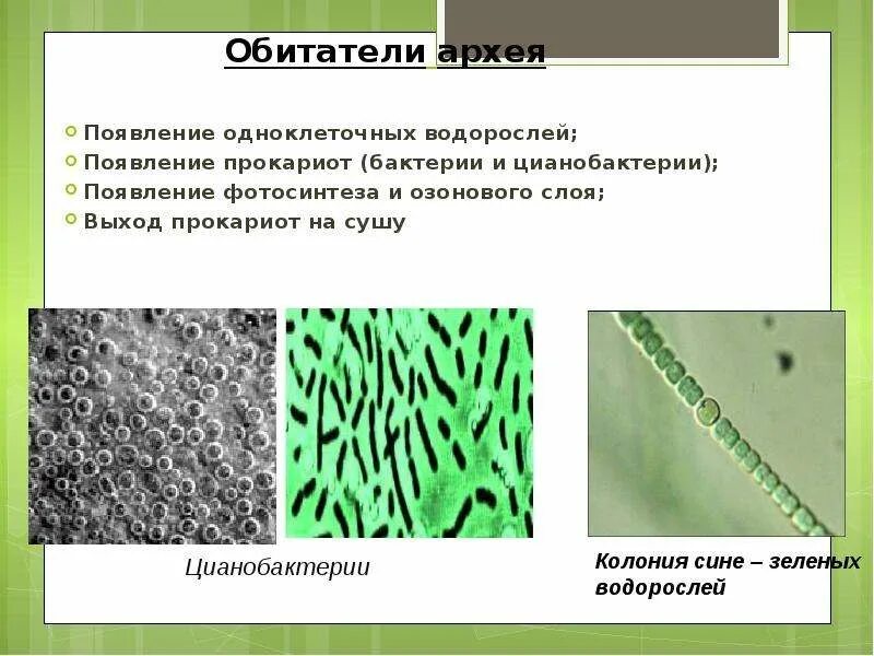 Цианобактерии относят к водорослям. Прокариоты бактерии и цианобактерии. Эволюция цианобактерий. Прокариоты бактерии и археи. Цианобактерии одноклеточные водоросли.