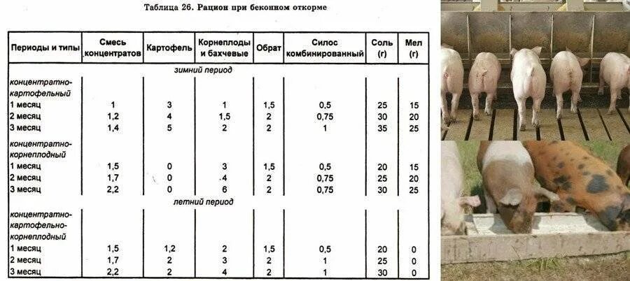 Как получить пин свиньи. Нормы кормления поросят от 1 до 6 месяцев таблица. Рационы кормления молодняка свиней на откорме. Таблица откорма молодняка свиней. Откорм свиней схема кормления.