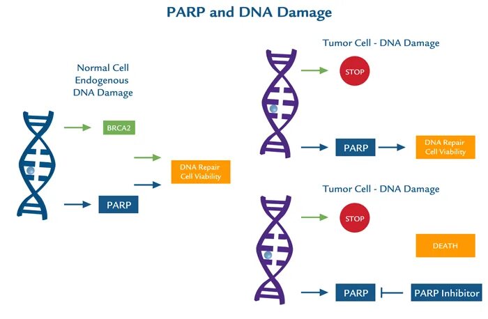 Парп 1. Ингибиторы PARP препараты. PARP DNA. Схема BRCA PARP. PARP механизм.